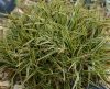 Show product details for Carex firma Variegata